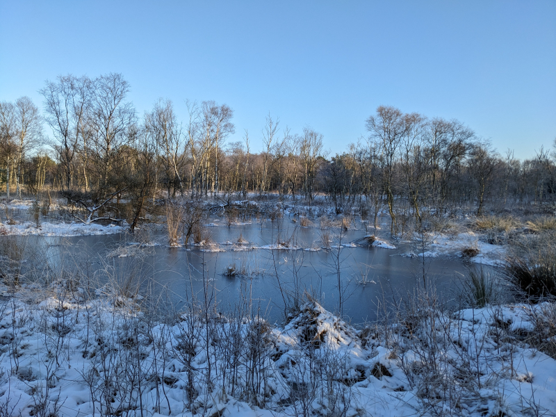 Zielzustand: Wiedervernässtes Hochmoor